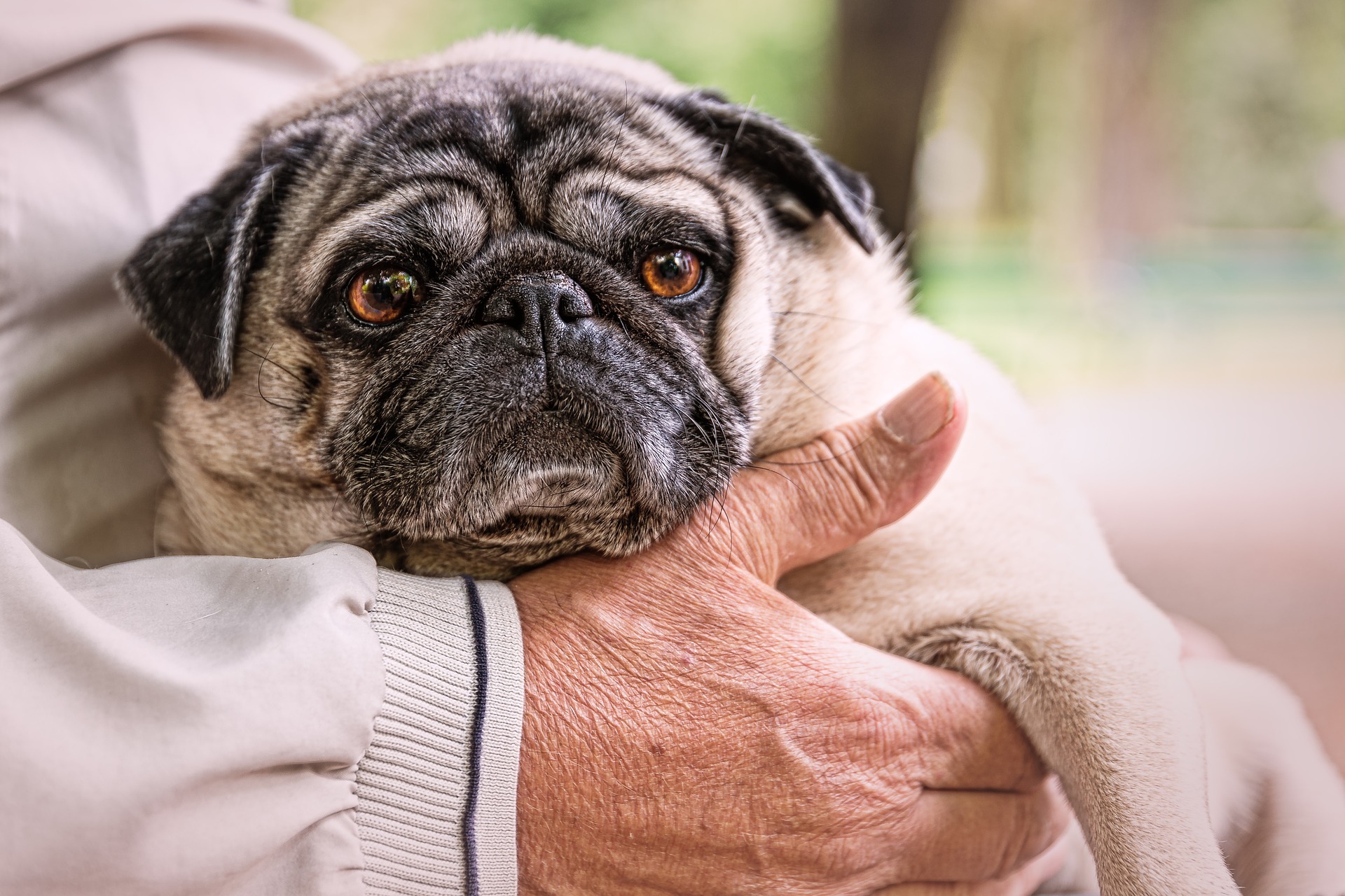 Die Hundevisite im Seniorenheim zählt als Herzstück der Stiftung.