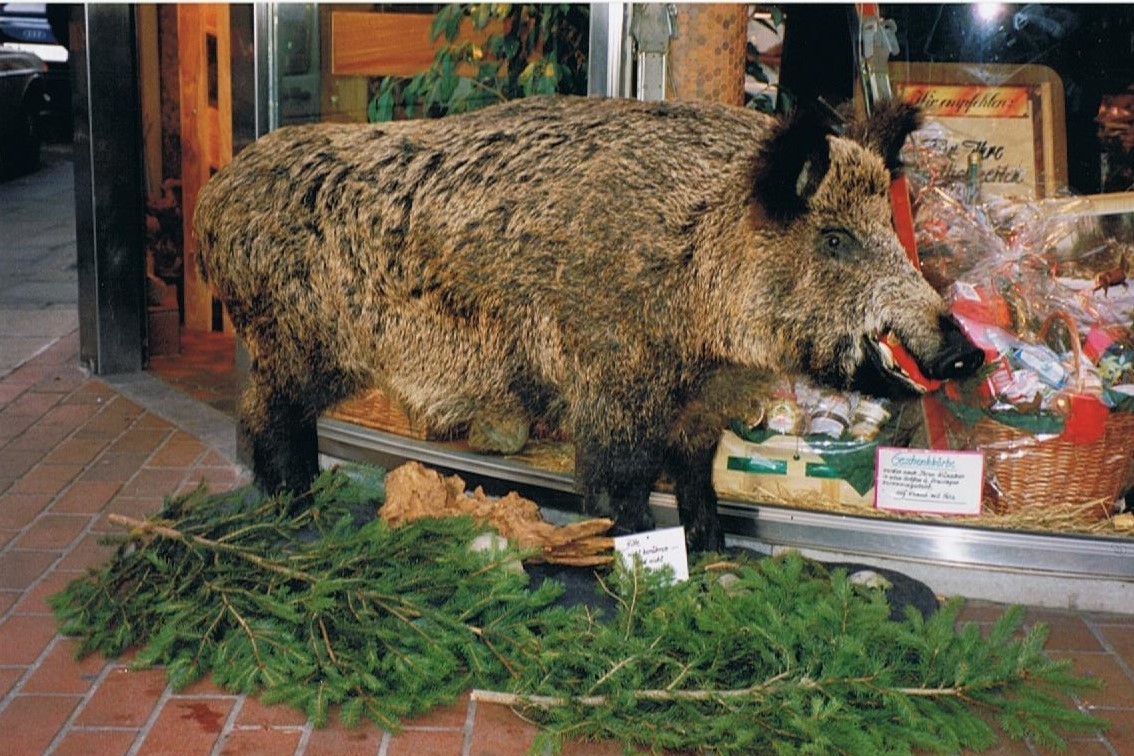 Ein Wildschwein als Lockvogel auf der Kuhstraße - unbändige Kraft aus dem lauschigen Münsterländer Wald im filigranen Großstadt-Dschungel Duisburg.