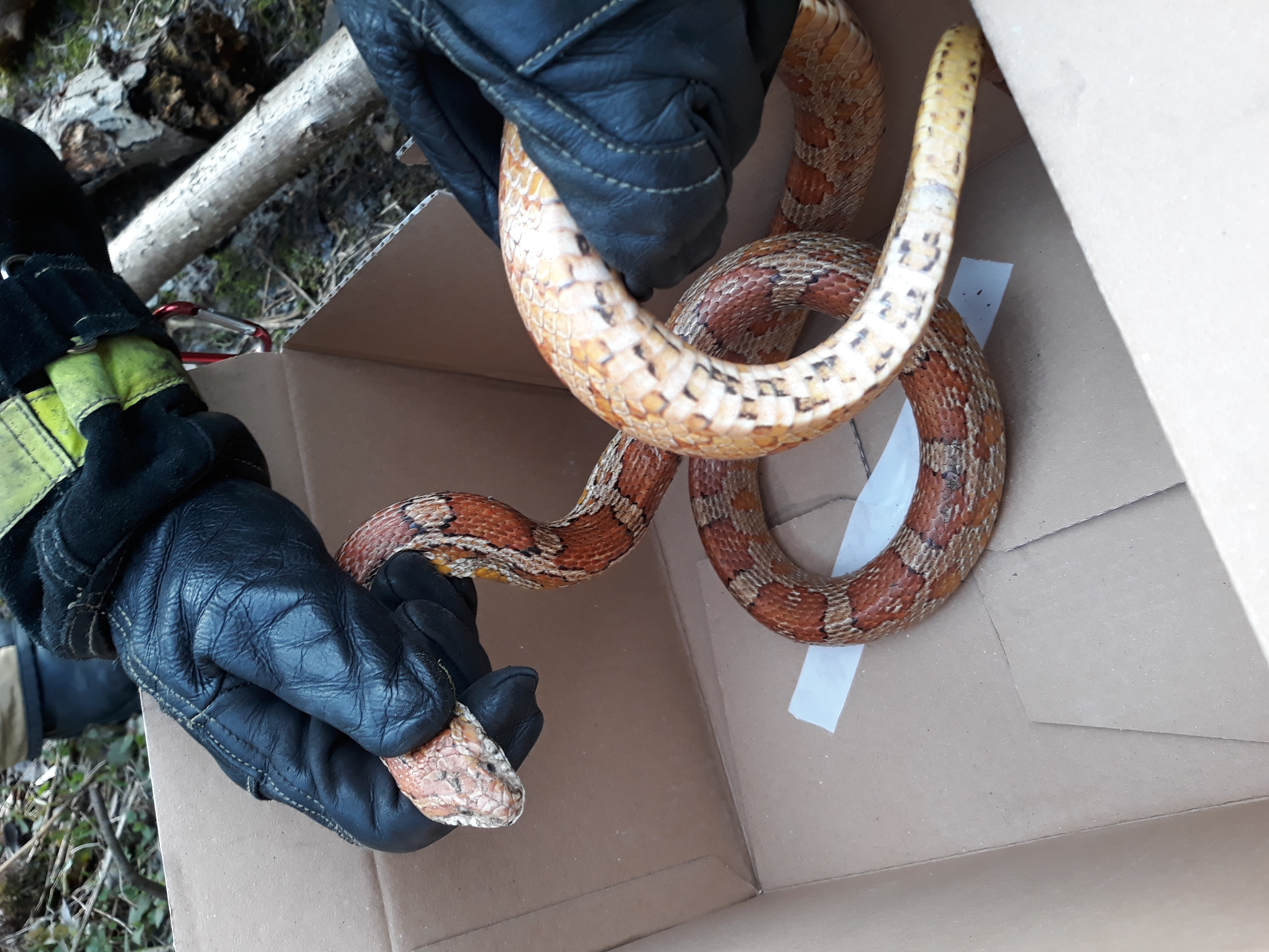 Diese ungiftige Kornnatter fanden Kinder am Jugendtreff Platte Heide.