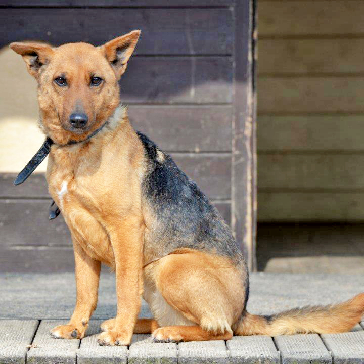 Wer schenkt Nala ein liebevolles Zuhause? Foto: Tierheim Essen
