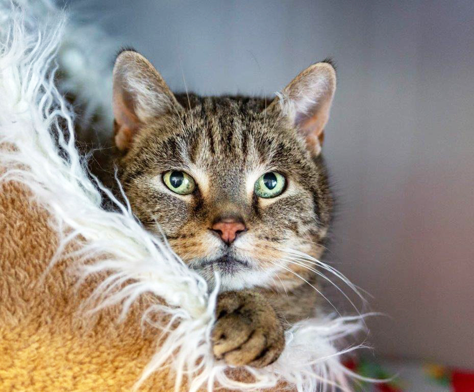 226: Katze, weiblich; gefunden am 13. Februar an der Kaldekirche in Stoppenberg