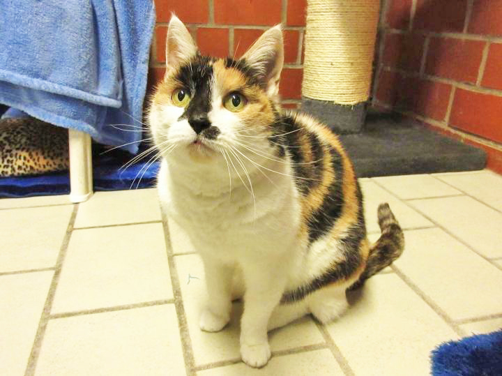 Wen Kitty mag, der wird von ihr ausgiebig verkuschelt. Foto: Tierheim Essen