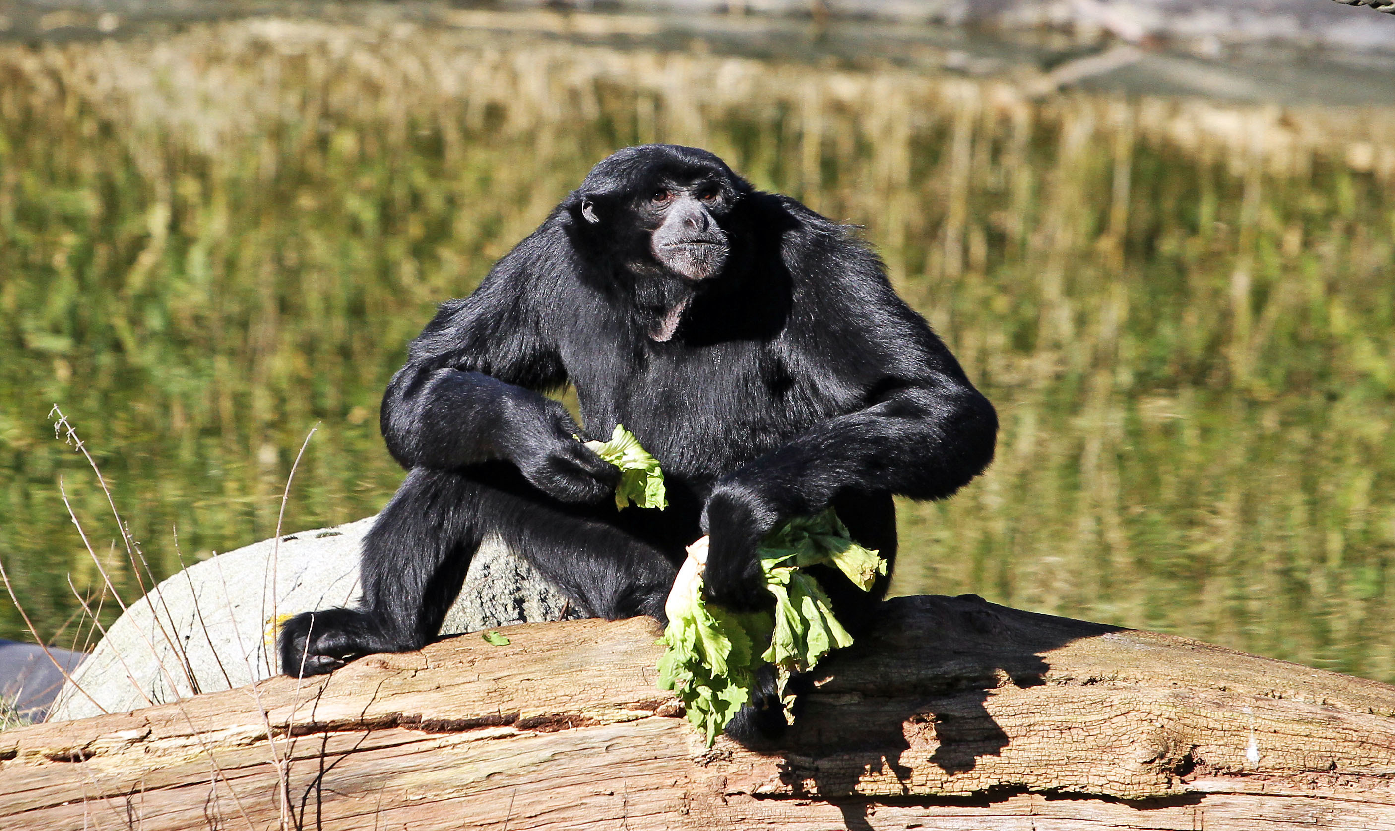 Vor zehn Jahren wurde "Raja" am 25. Februar im Zoo geboren - bekannt wurde er durch seine lauten Gesänge. Vielleicht singt er sich am Montag ja selbst ein Geburtstagsständchen.