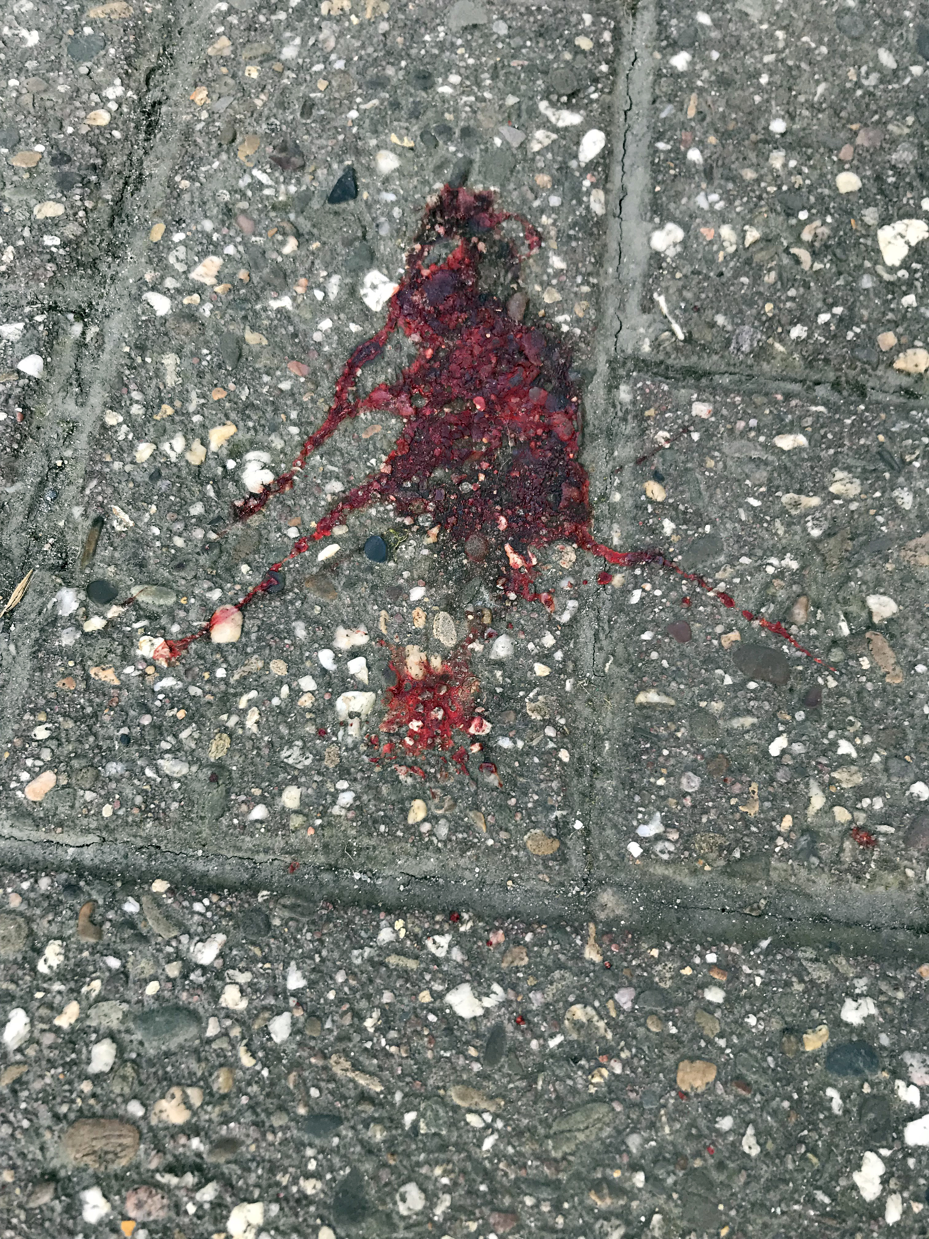 Das Opfer wurde einmal in den Nacken sowie in den Bauch gebissen. Archiv-Foto: Jungvogel