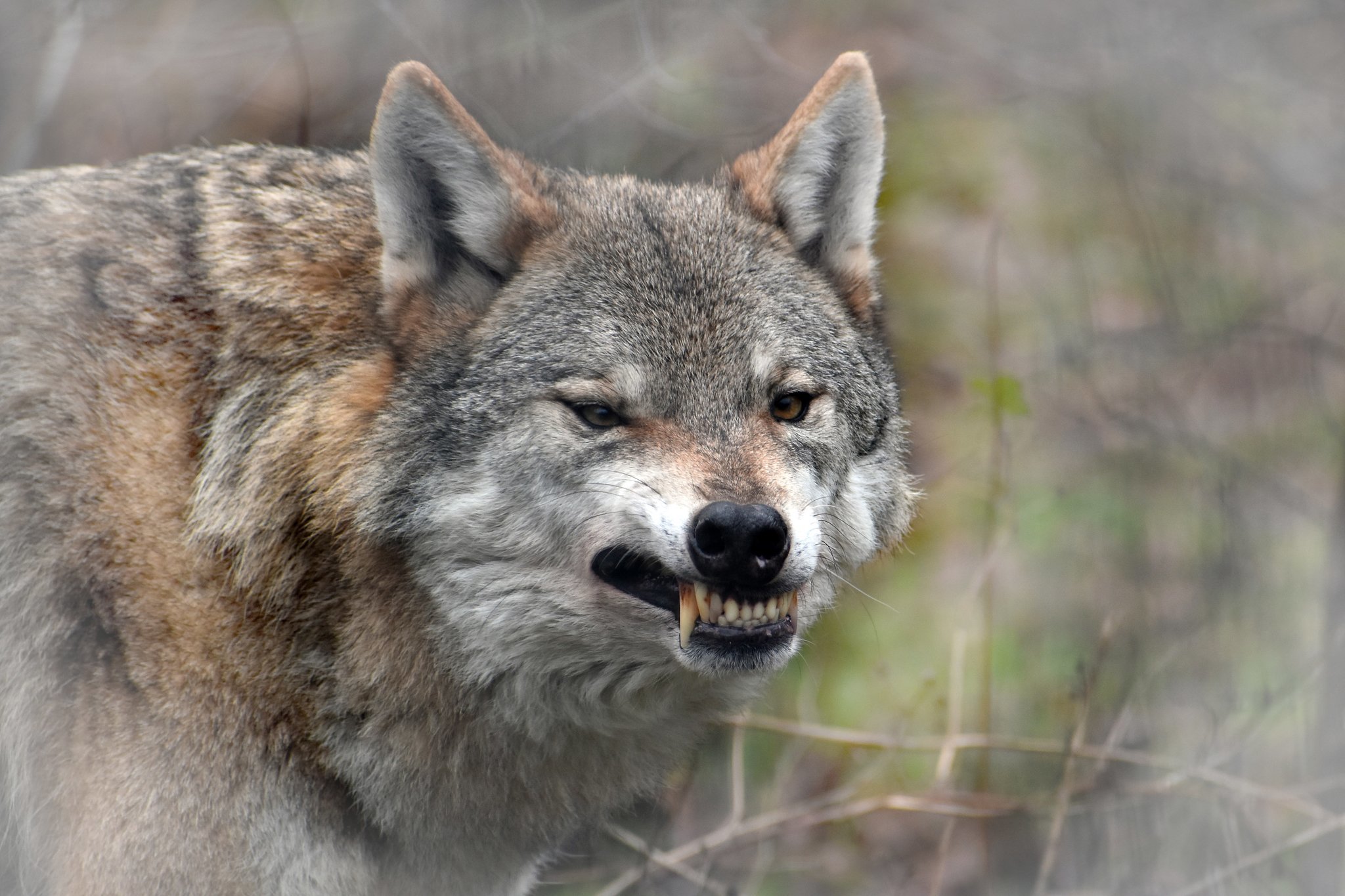 Ein liebliches Grinsen schenkt uns Isegrim nach einem langen Gähner. Wer könnte hier an den "bösen Wolf" denken?