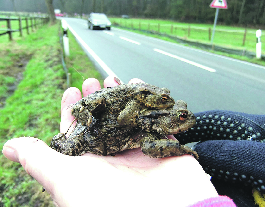 Den Kröten wird von vielen Menschen geholfen, unversehrt die Straßen zu überqueren. Foto: privat