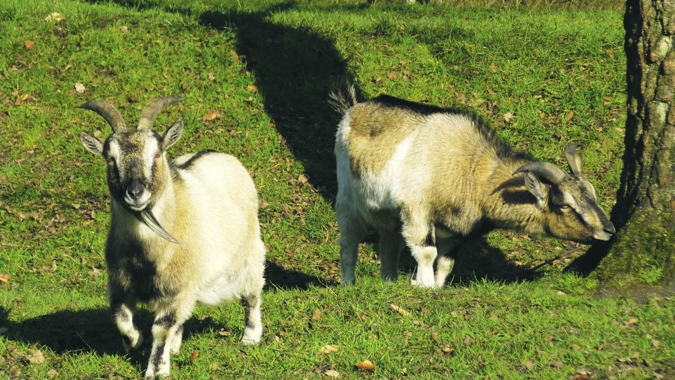 Das Tiergehege Wichteltal in Überruhr lädt am Ostersamstag, 20. April, wieder zu seinem "Tag der offenen Tür" ein. Archivfoto: Janz