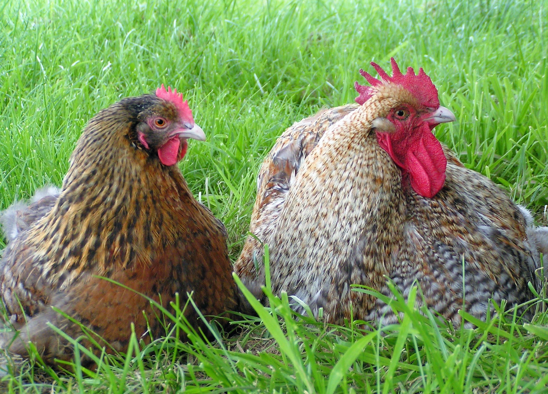 Hühnern widmet sich der Oster-Workshop am 15. April im Essener Tierheim. Foto: Sandra Jansen
