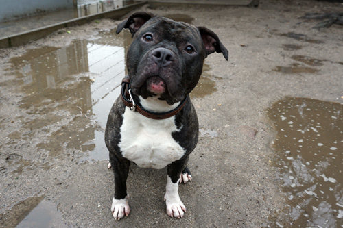 Der American Staffordshire Terrier Tino konnte noch nicht gefunden werden.