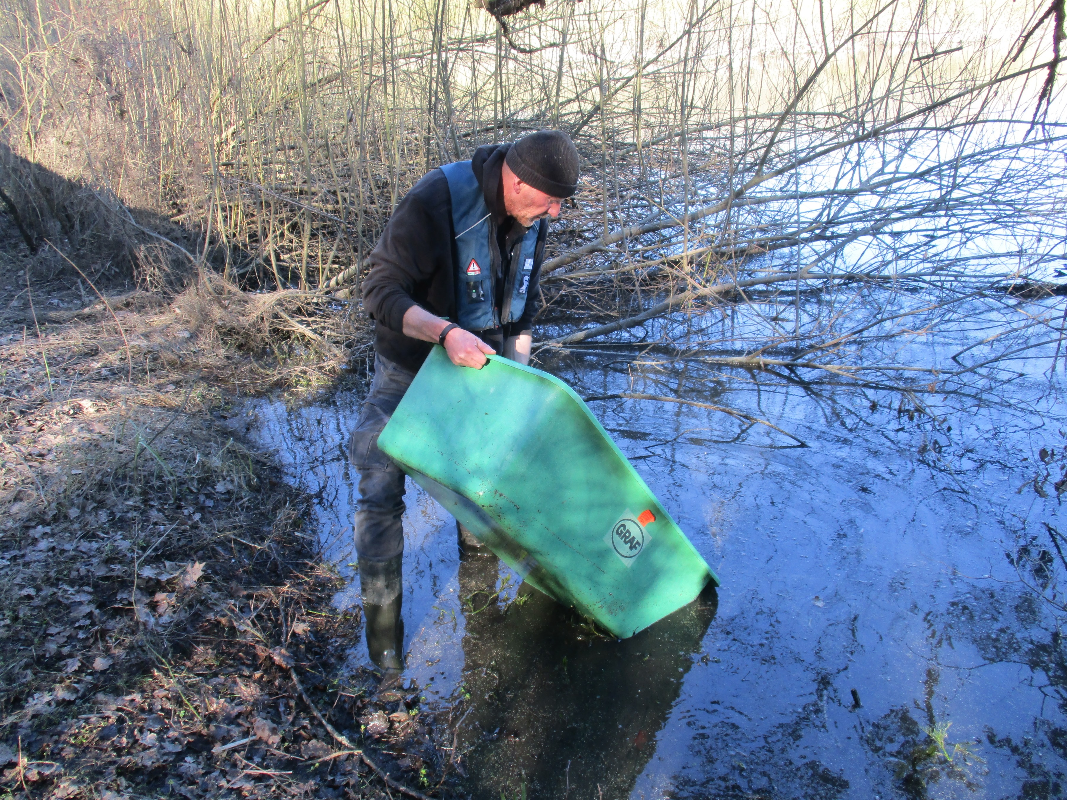 Günter Cremer, Streckenmeister beim Lippeverband, setzt die 450 jungen Quappen in der Lippe ein. Foto: EGLV / Andre Streilein