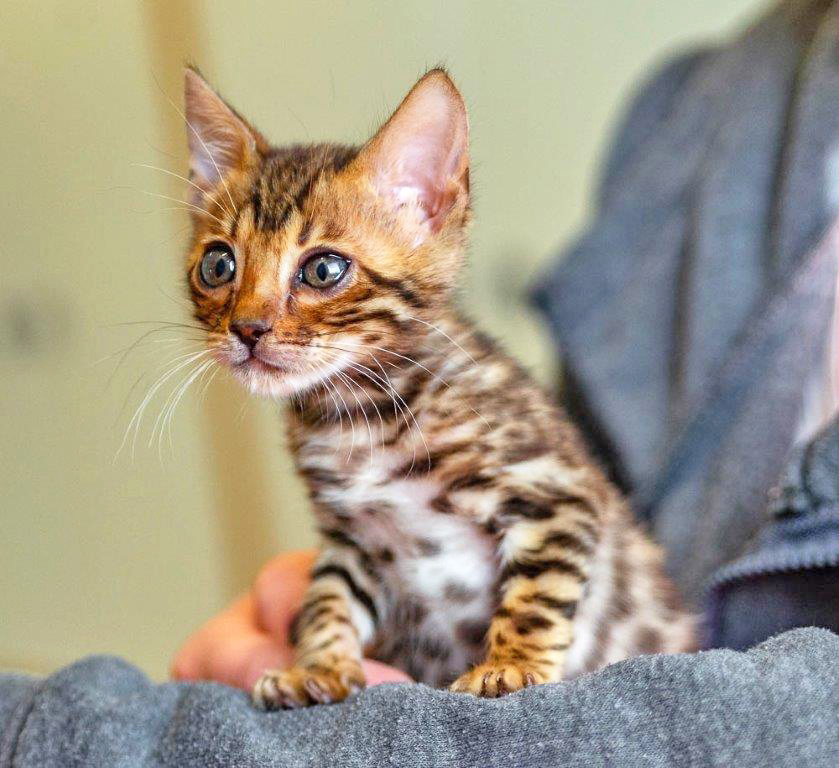 269: Katze, weiblich; gefunden am 24. Februar im Mühlbachtal in Holsterhausen