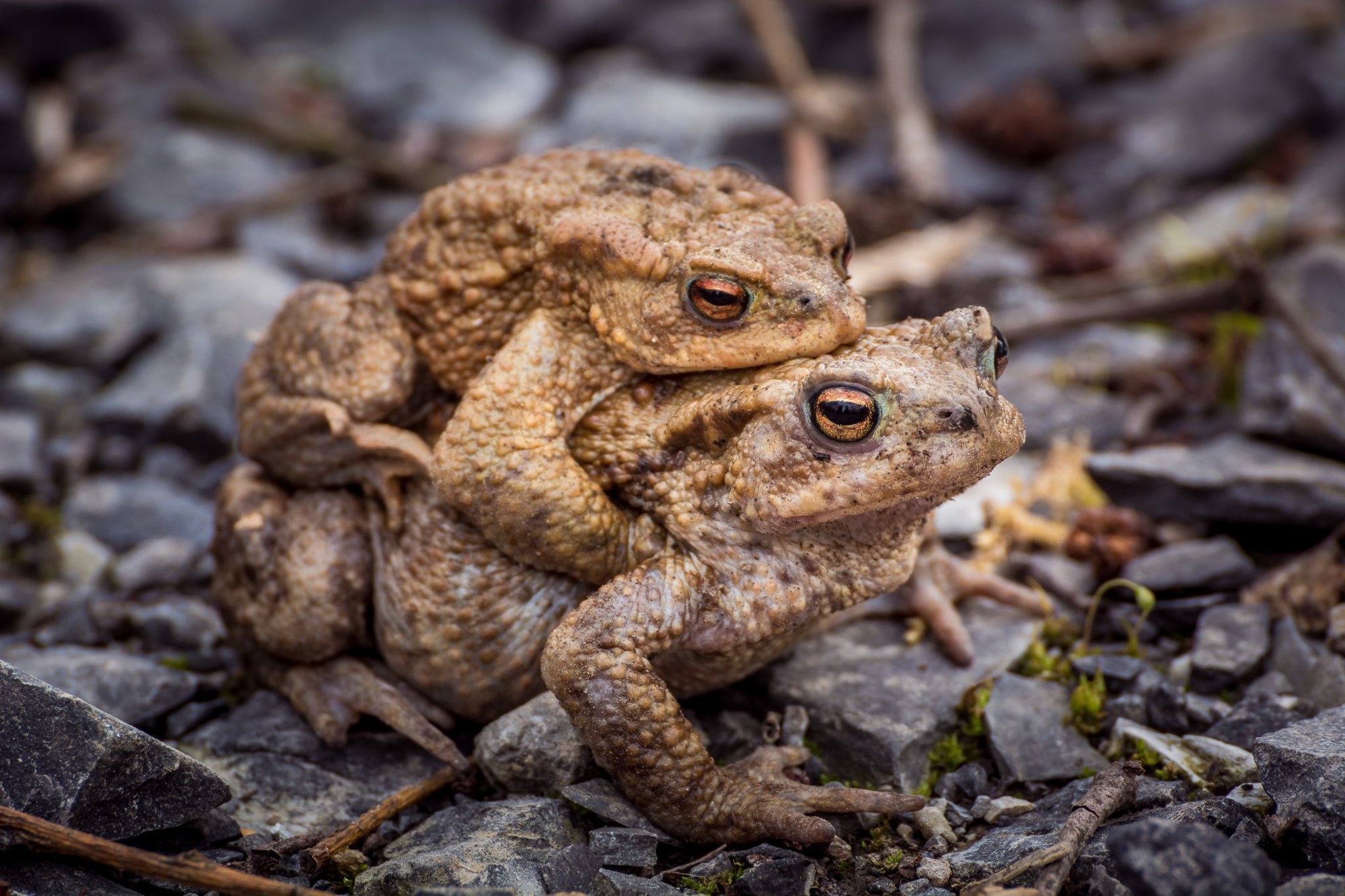 Das Krötenweibchen schleppt das Männchen zum Laichplatz. Foto: Armin von Preetzmann