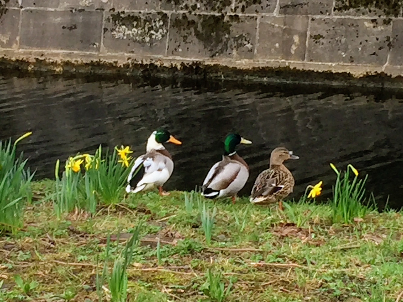 Wo bleibt er nur der Frühling?