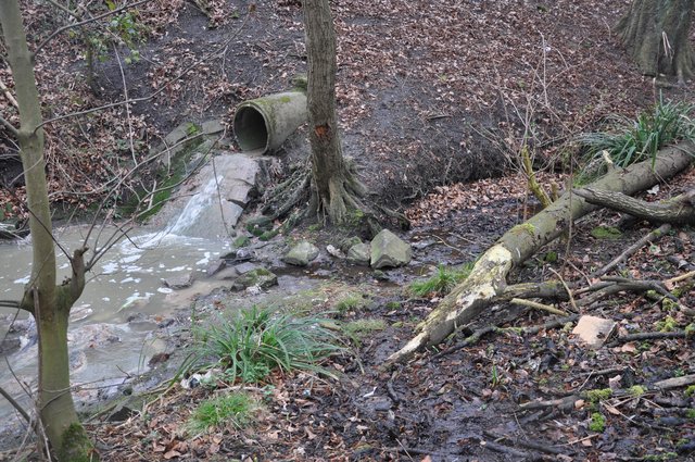 Ganz deutlich ist zu sehen, was aus dem Rohr in den Bachlauf fließt: grünlich verfärbtes Wasser.