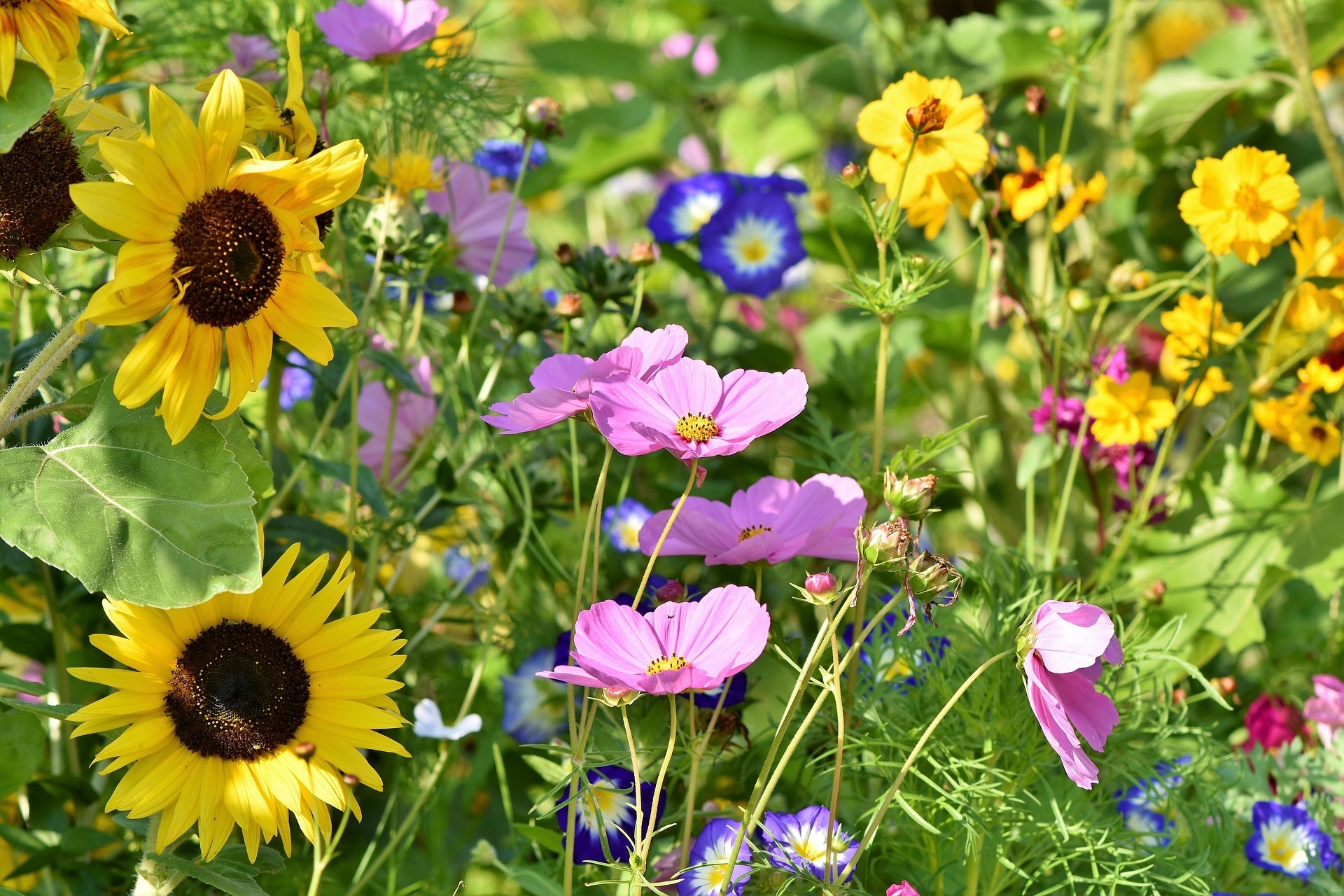 Blumenpracht aus der Tüte mit der Aktion "Schwelm blüht auf".