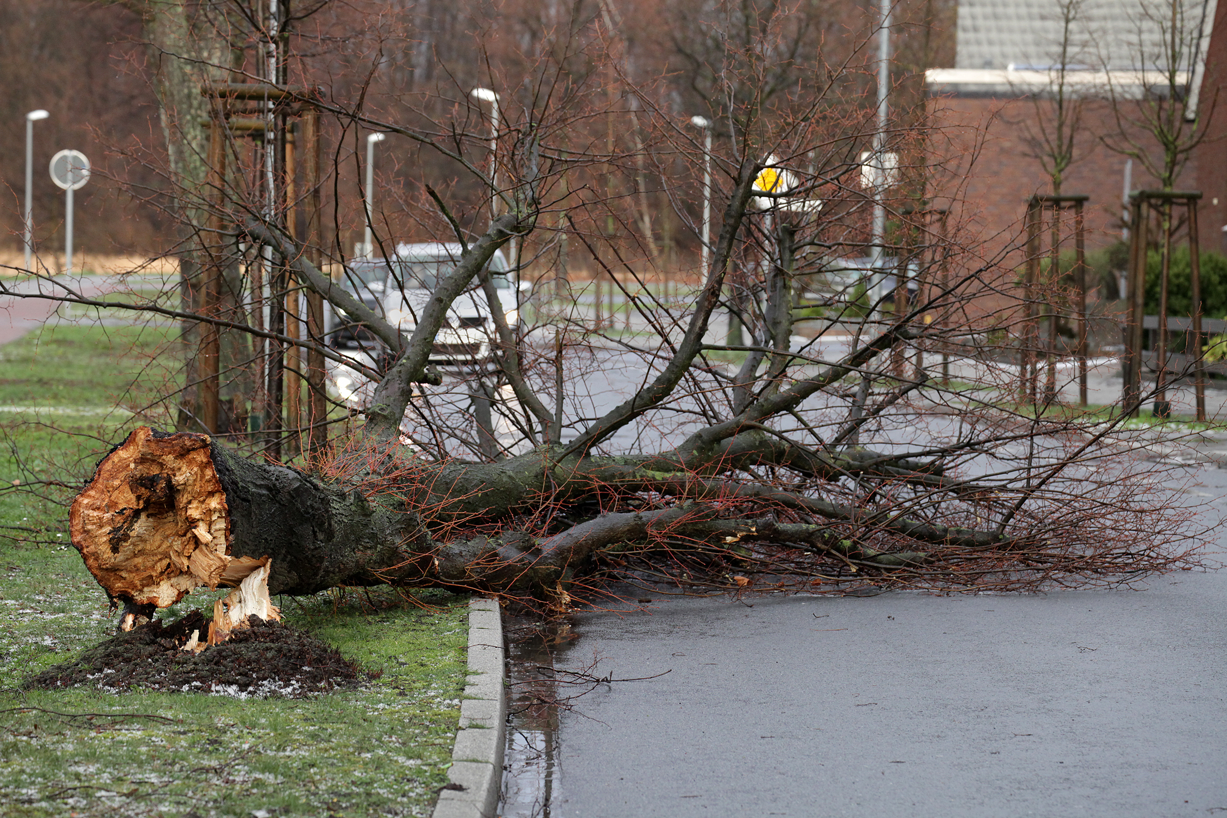 Ein Baum krachte am Samstag im Sturm auf die Wehrenboldstraße.