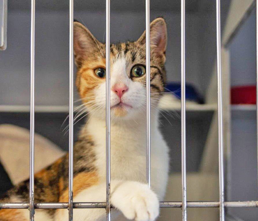 324: Katze, weiblich; gefunden am 4. März an der Spichernstraße in Huttrop