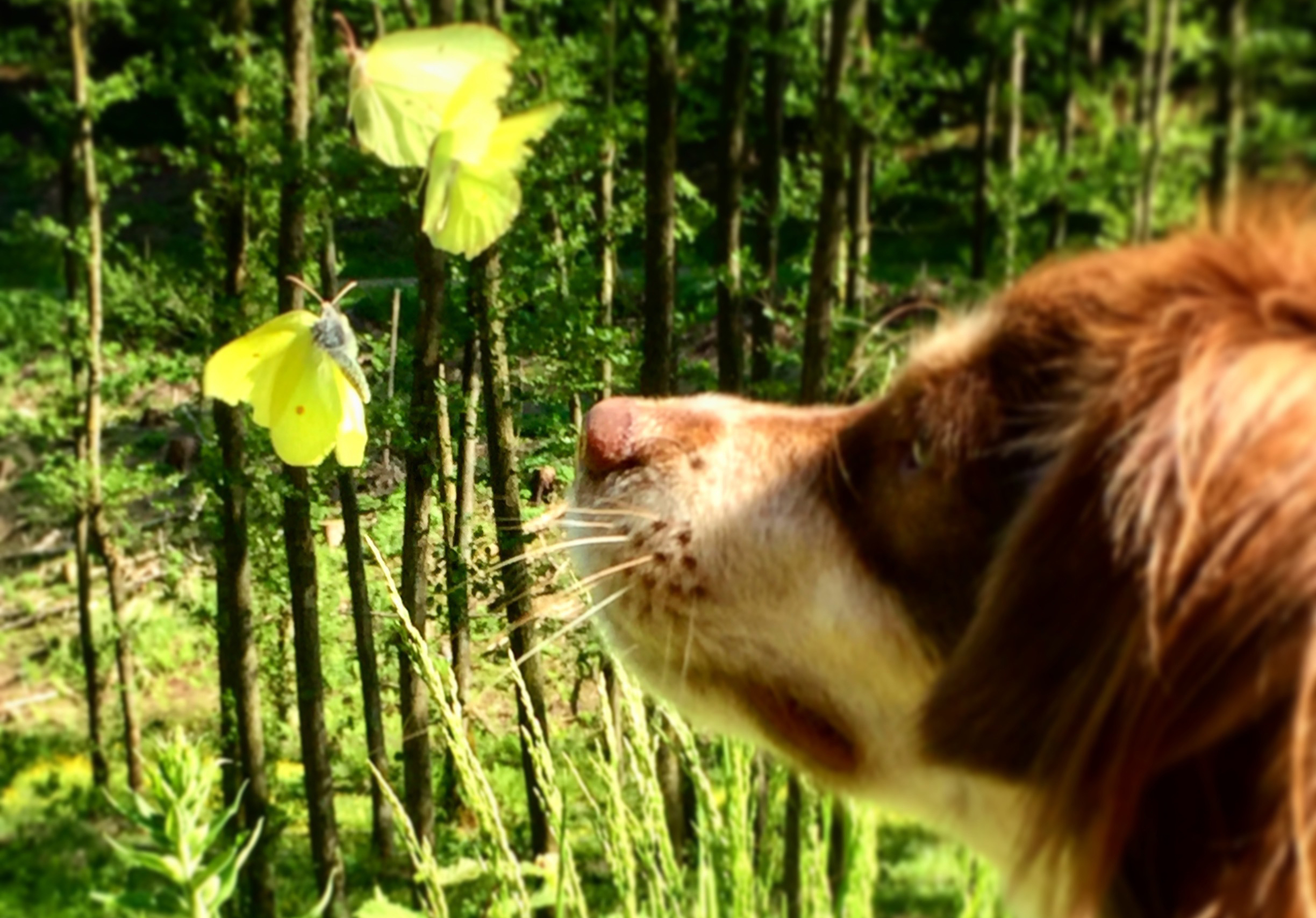 Dieses Foto hat uns Heike Flemming im vergangenen Jahr zugeschickt. Der Titel "Tierische Frühlingsbegegnung".