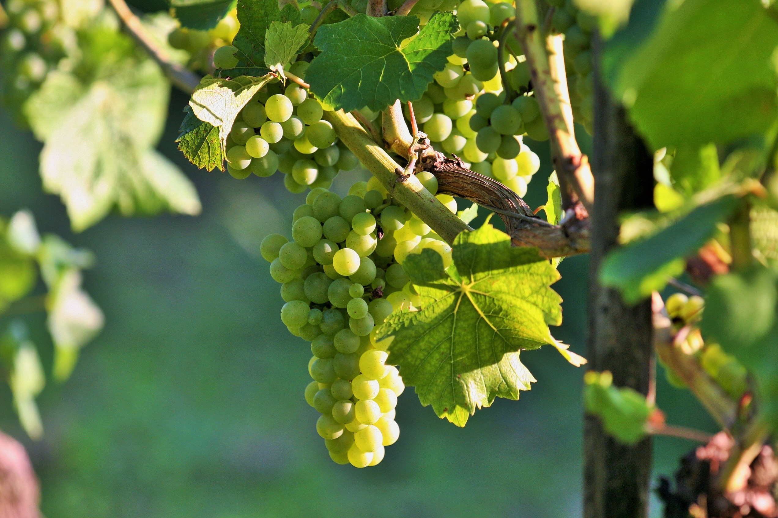 Heimatverein lädt zur Weinprobe.