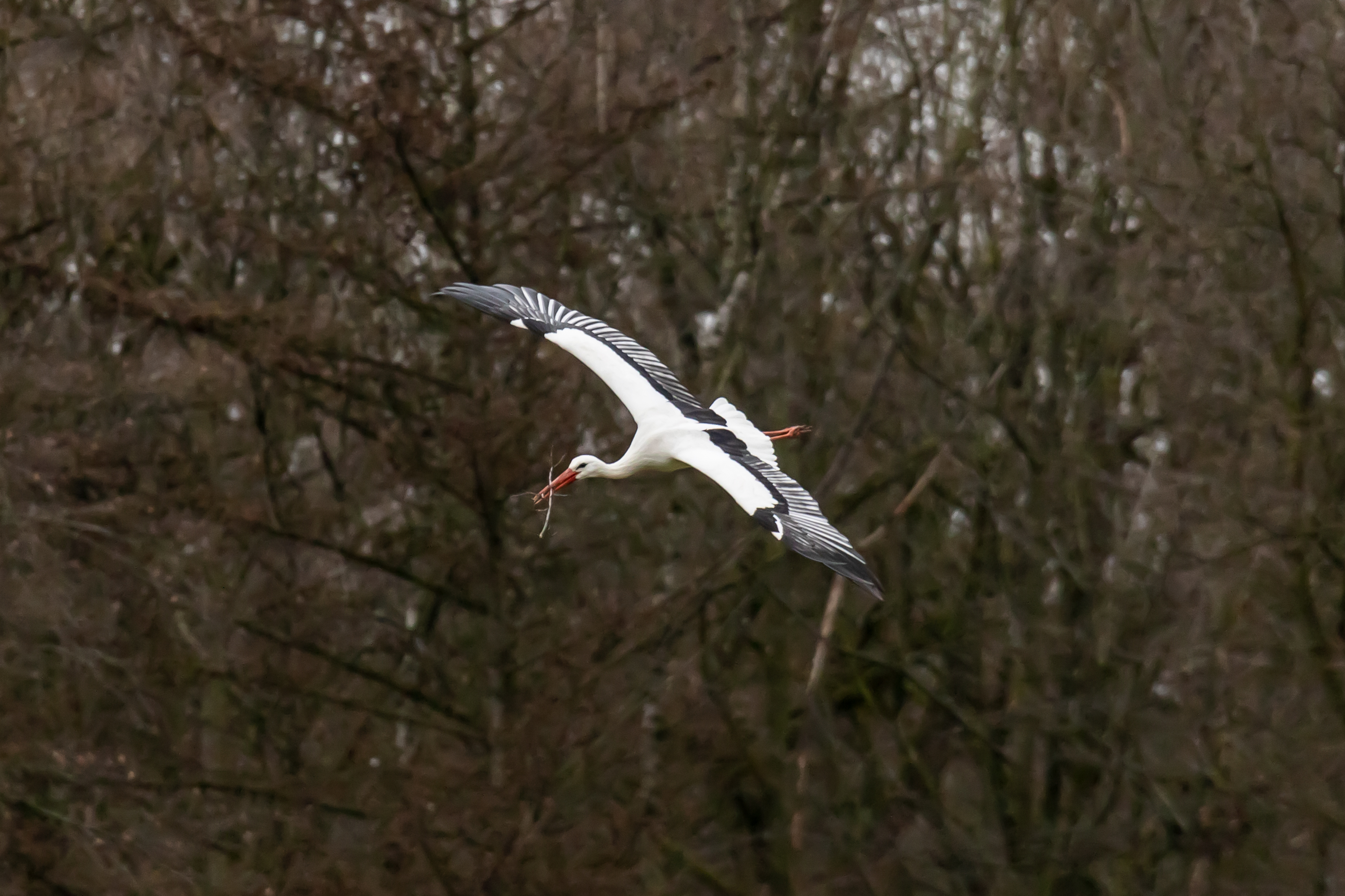 Storch 1