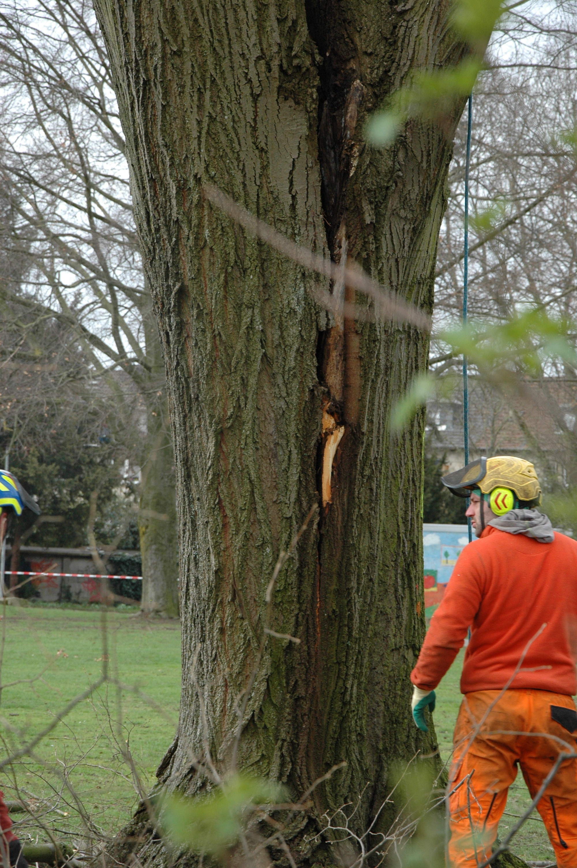 Der Riss war zu groß, der Baum musste weichen.