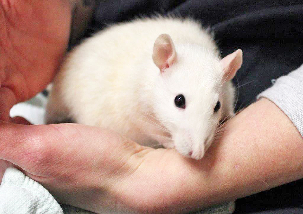 Wer schenkt den süßen Rattenmädels ein liebevolles Zuhause? Foto: Tierheim Essen