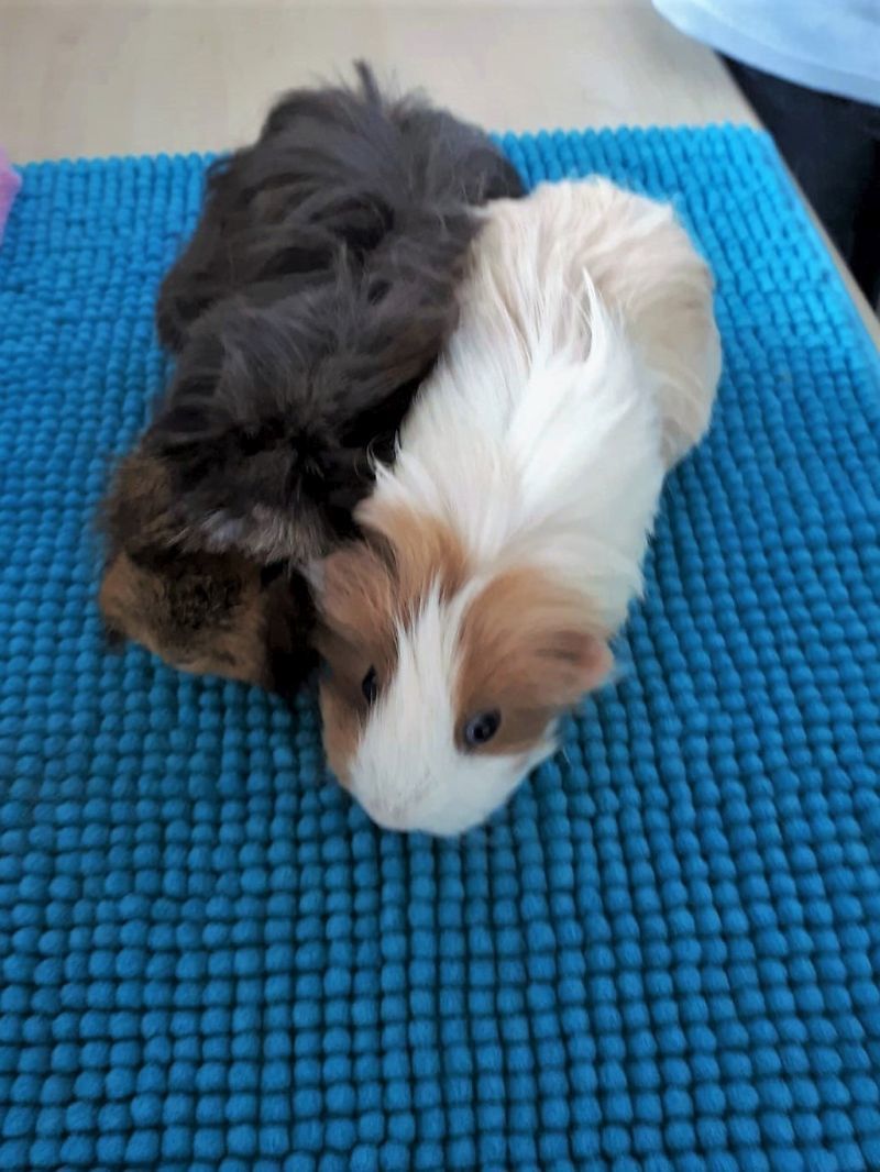 Zahmes Schweinchen-Duo.