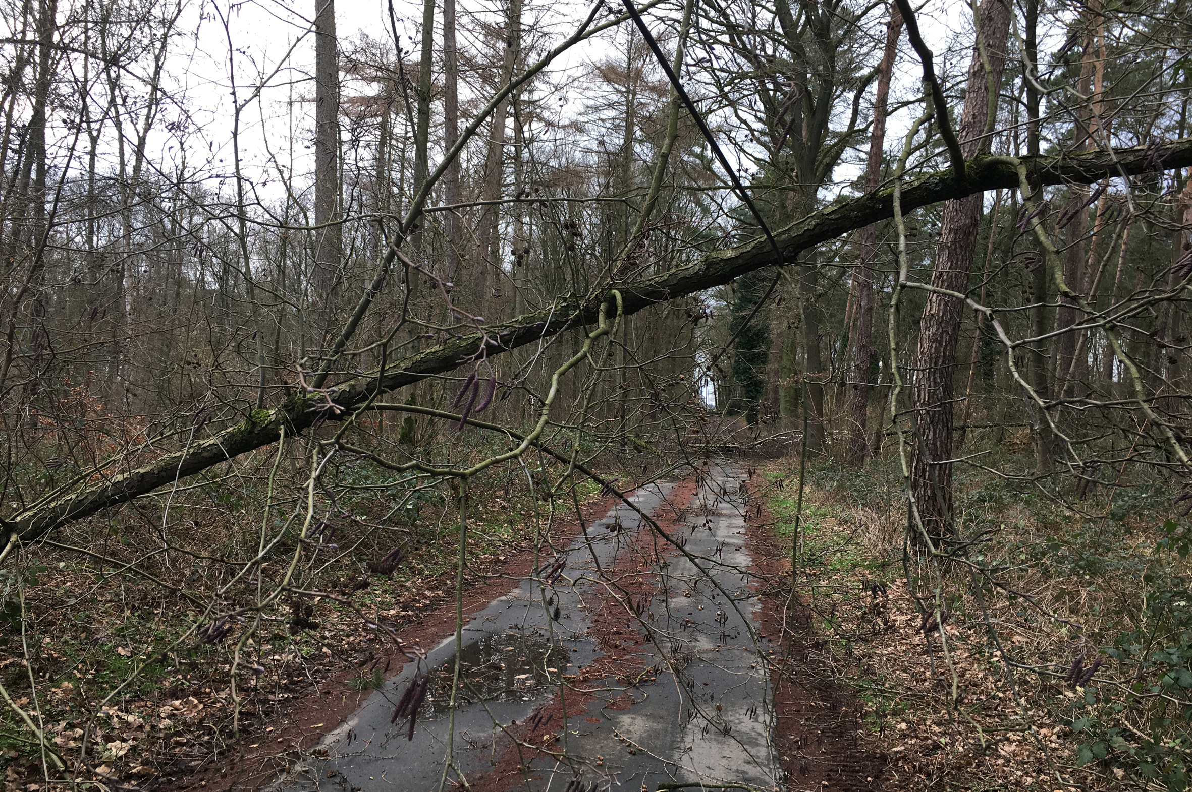 Aufgrund von Sturmschäden muss der Stadtwald Barloer Busch an der Marler Straße in Dorsten-Feldmark vorerst gesperrt werden.