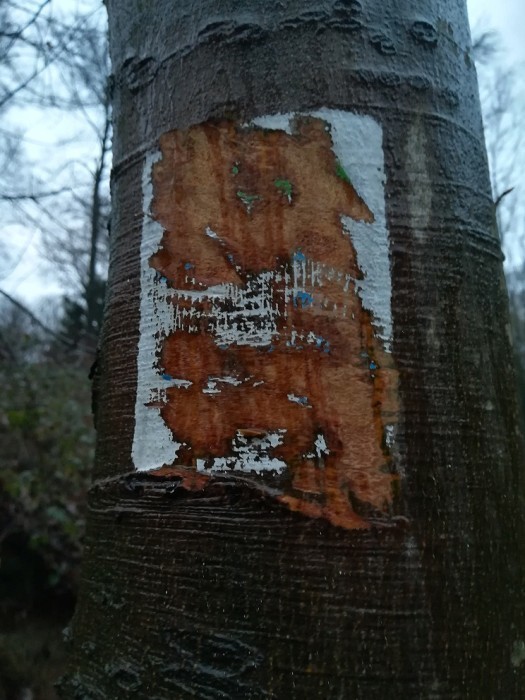 Beschädigte Markierung am Baldeneysteig verursachen hohe Kosten und großen Unmut.