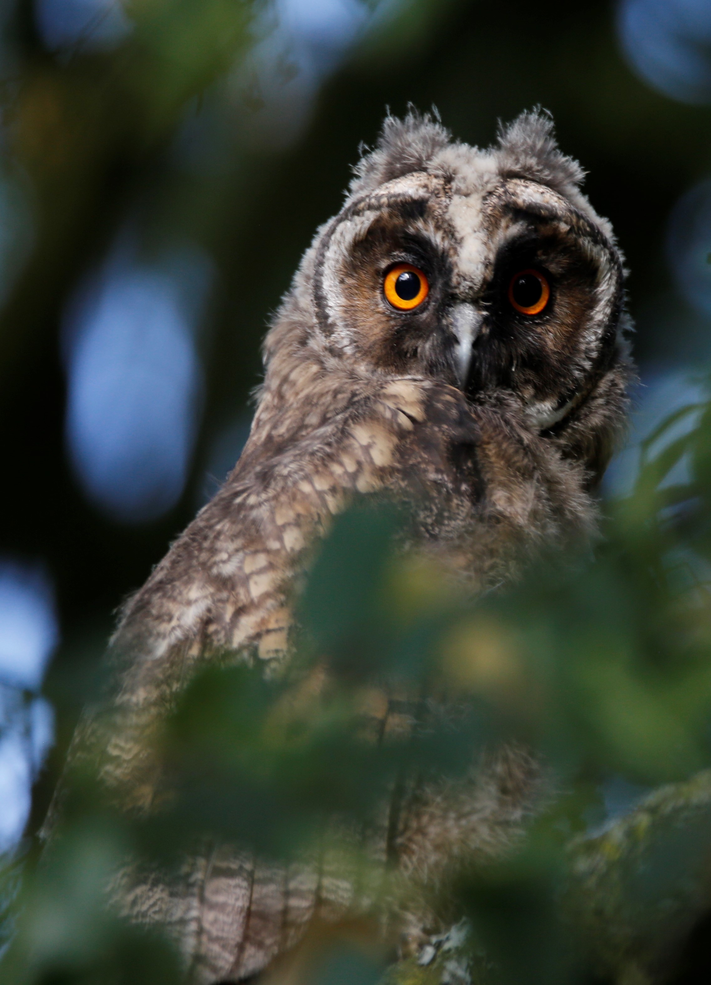 Ein eindrucksvoller Vogel: Auch über Waldohreulen, die bei uns heimisch sind, wird Michael Jöbges berichten.