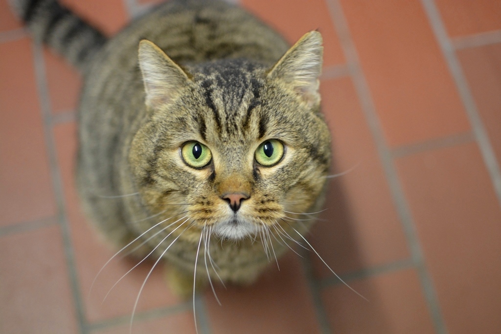 Ein echter Prachtkerl und Schmusekater: Timo, der aber im Tierheim ziemlich einsam ist.