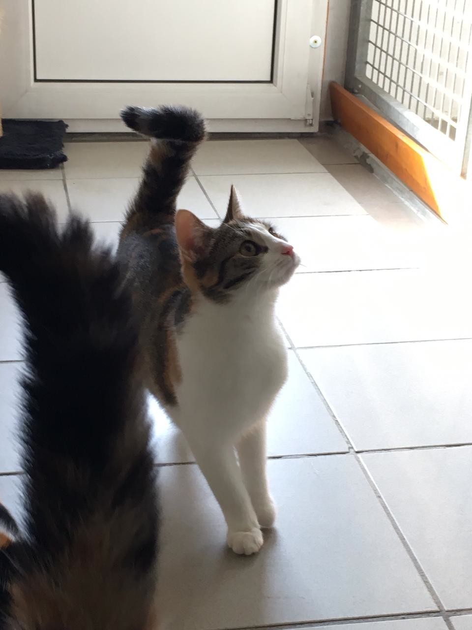 Langfristig spart eine Katzenschutzverordnung bei den Kommunen Kosten für Unterbringung und tierärztliche Versorgung der Vierbeiner.