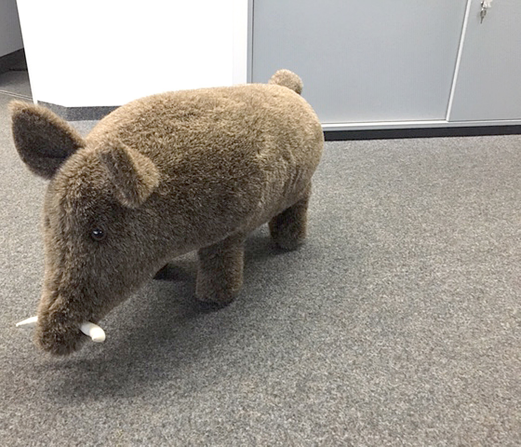 Das "Übungs-Wildschwein" Waldemar.