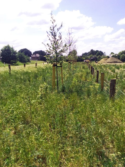 Ausgleichsmaßnahme am Schwalbenweg