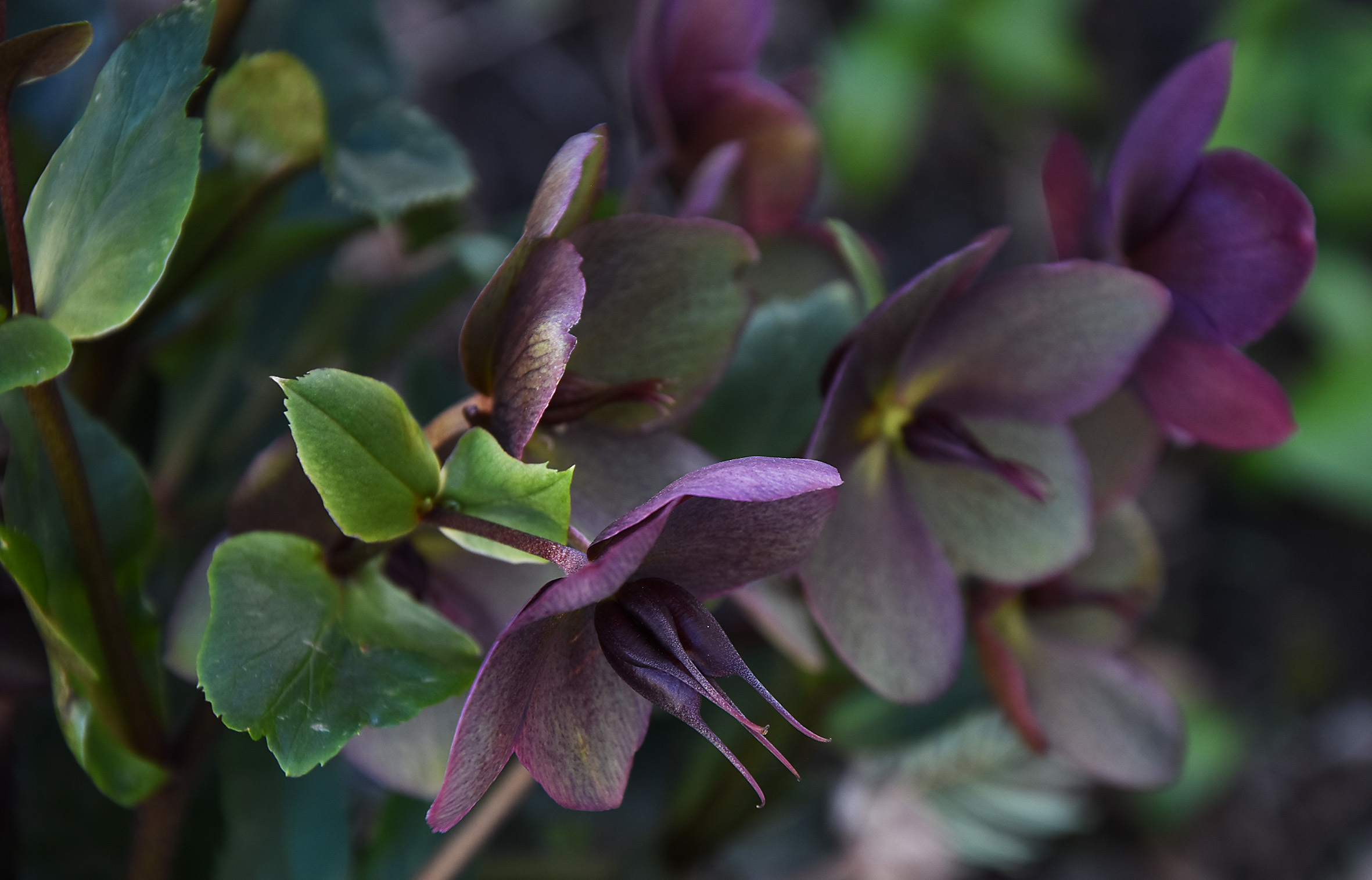 Nicht nur die Blüten, auch die Samenstände bieten bei Lenzrosen über Wochen einen dekorativen Anblick. Hier ist es Helleborus x glandorfensis 'Ice n' Roses'.