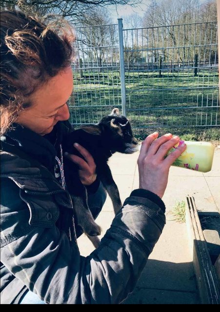 Die kleinen Ziegen müssen noch mit der Flasche zugefüttert werden.