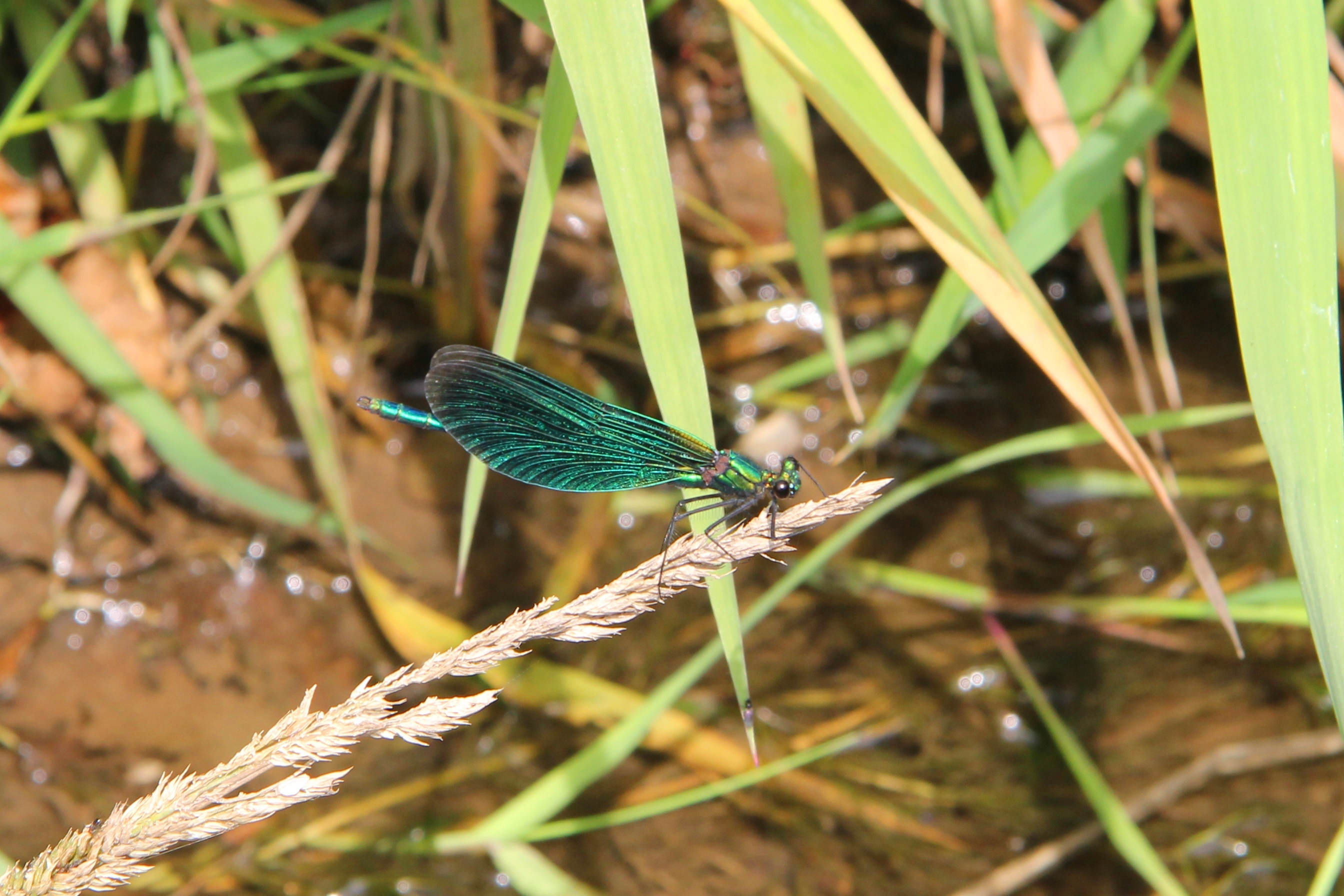 Prachtlibelle am Gewässer. Foto: EGLV
