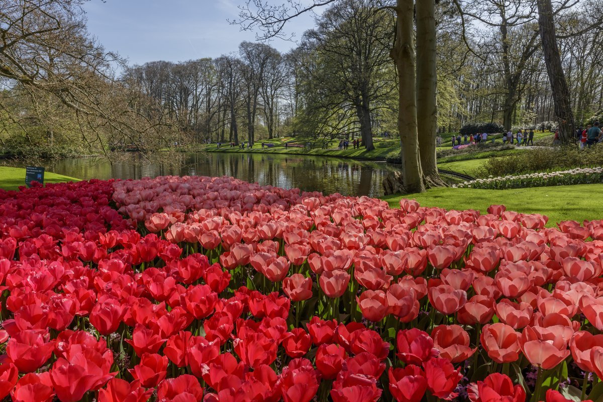 Seniorenfahrt zum Keukenhof.