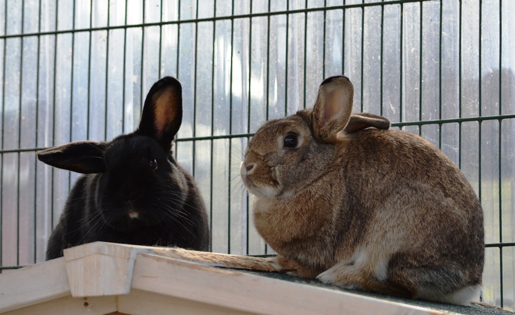 Für diese beiden Kuschelexperten darf das Tierheim nur eine Zwischenstation bleiben.
