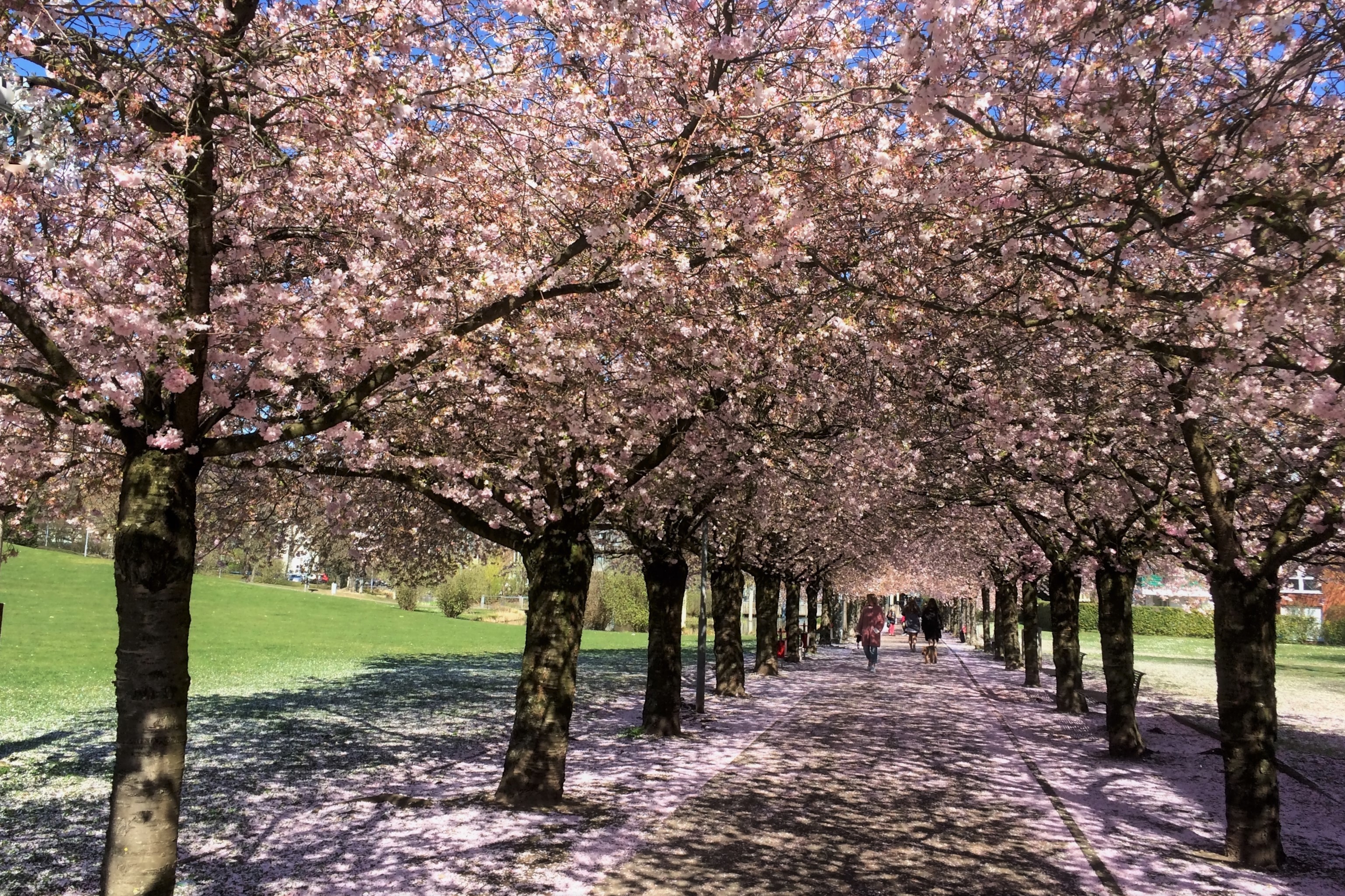 Ein Traum in rosa