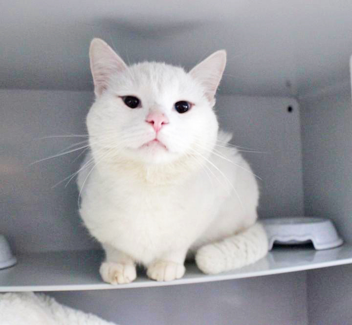 446: Kater, nicht kastriert; gefunden am 27. März am Leseband 10 in Altenessen