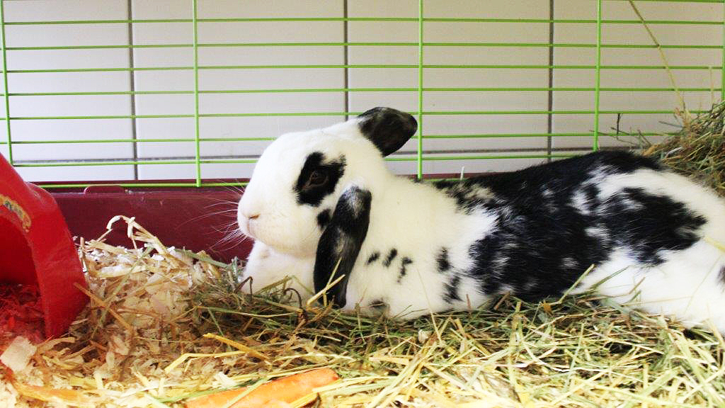 Flecki und weitere Kaninchenböckchen warten im Tierheim auf ein liebevolles Zuhause. Foto: Tierheim Essen