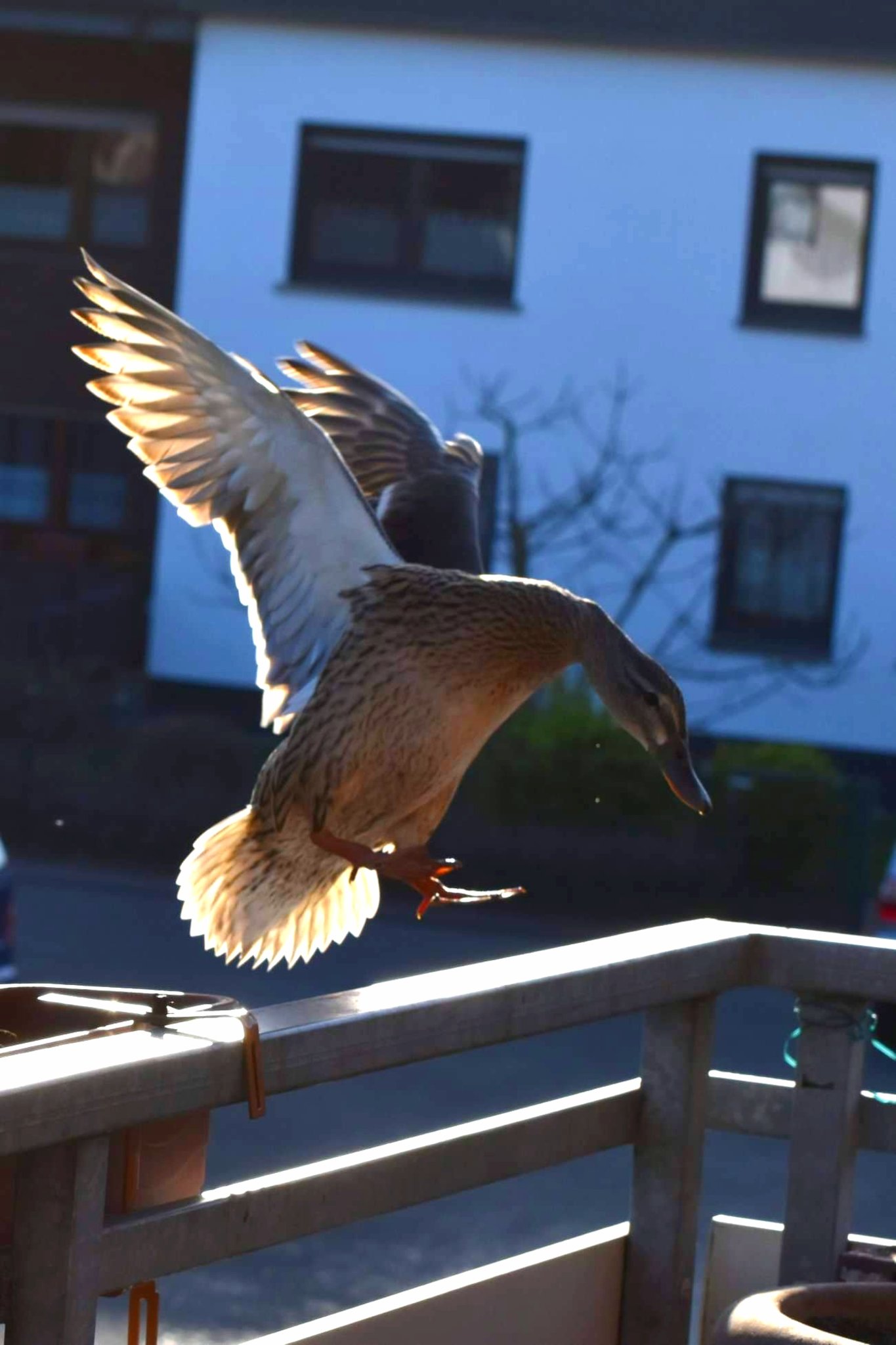 Natur Ente Brutet Zum 2 Mal Auf Meinem Balkon Dinslaken