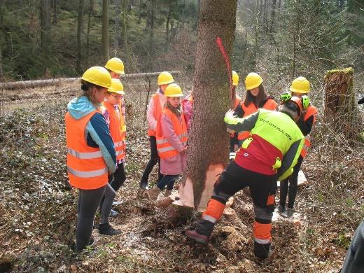 Anhand einer Baumfällung wurden verschiedene Werkzeuge gezeigt und näher erläutert.