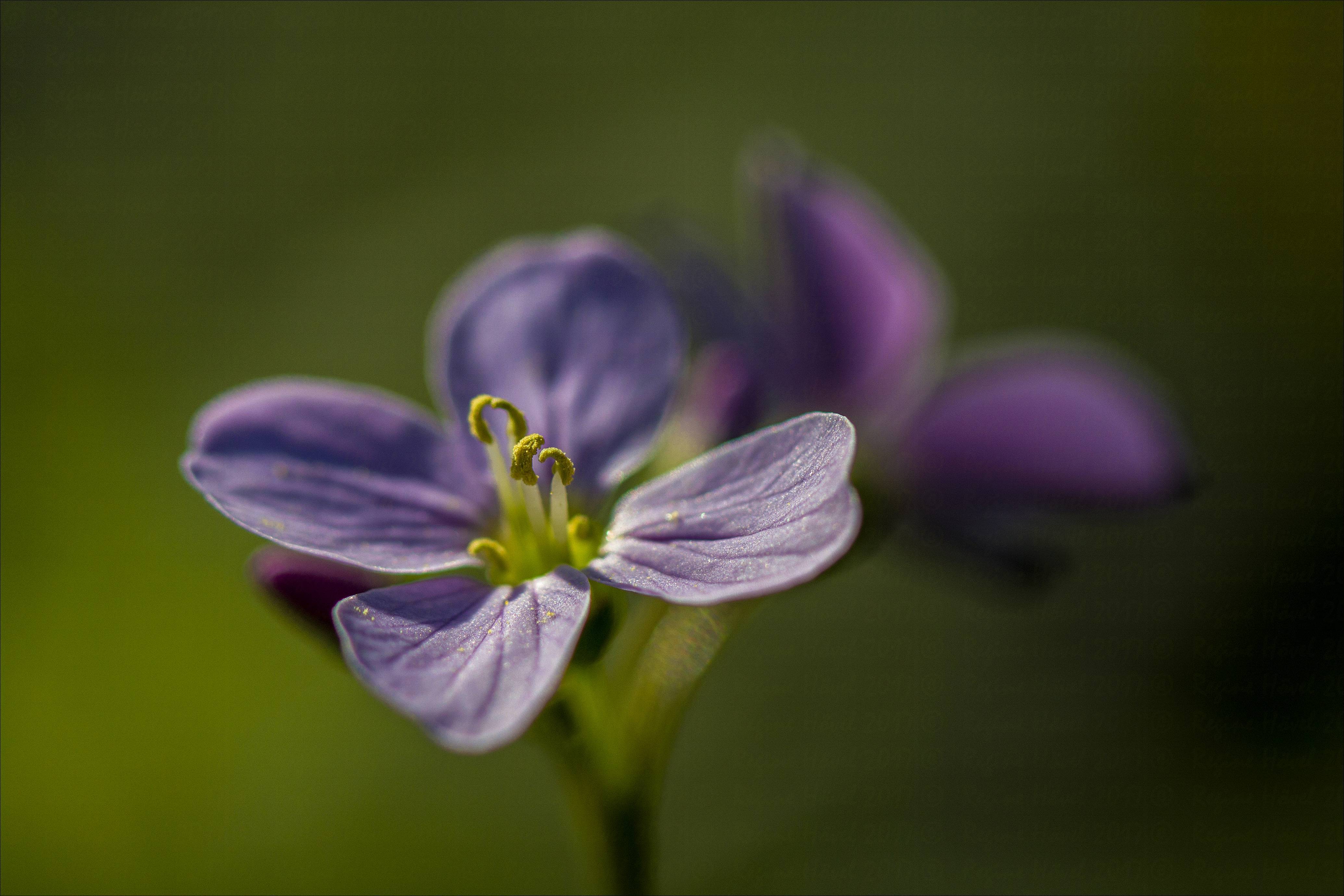 Wiesenschaumkraut im Abendlicht