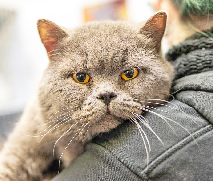 507: Kater, nicht kastriert; gefunden am 4. April am Von-Ossietzky-Ring in Horst; ist gechippt (2760XXX04977229), aber leider nicht registriert.