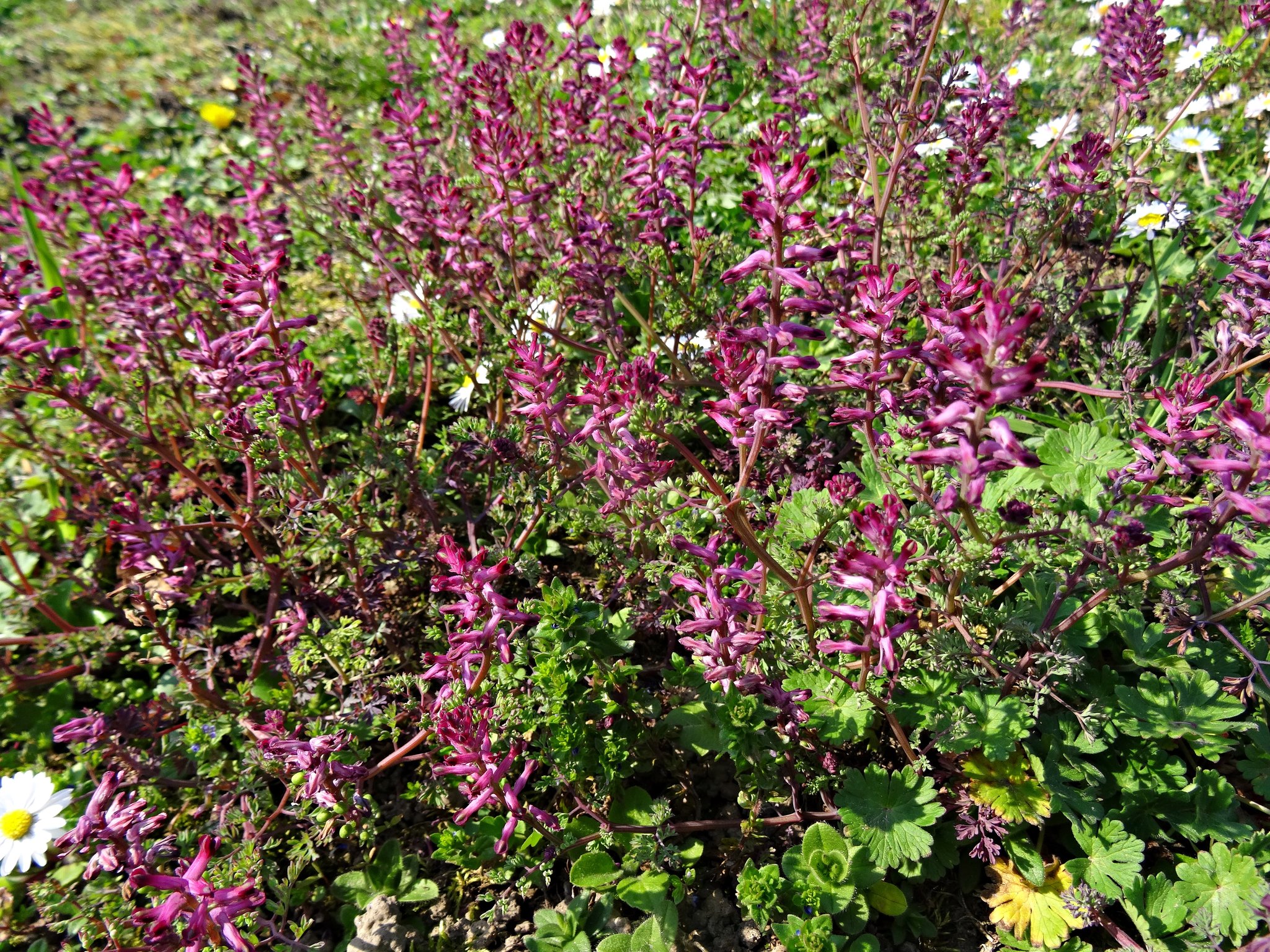 Gemeiner Erdrauch BedburgHau