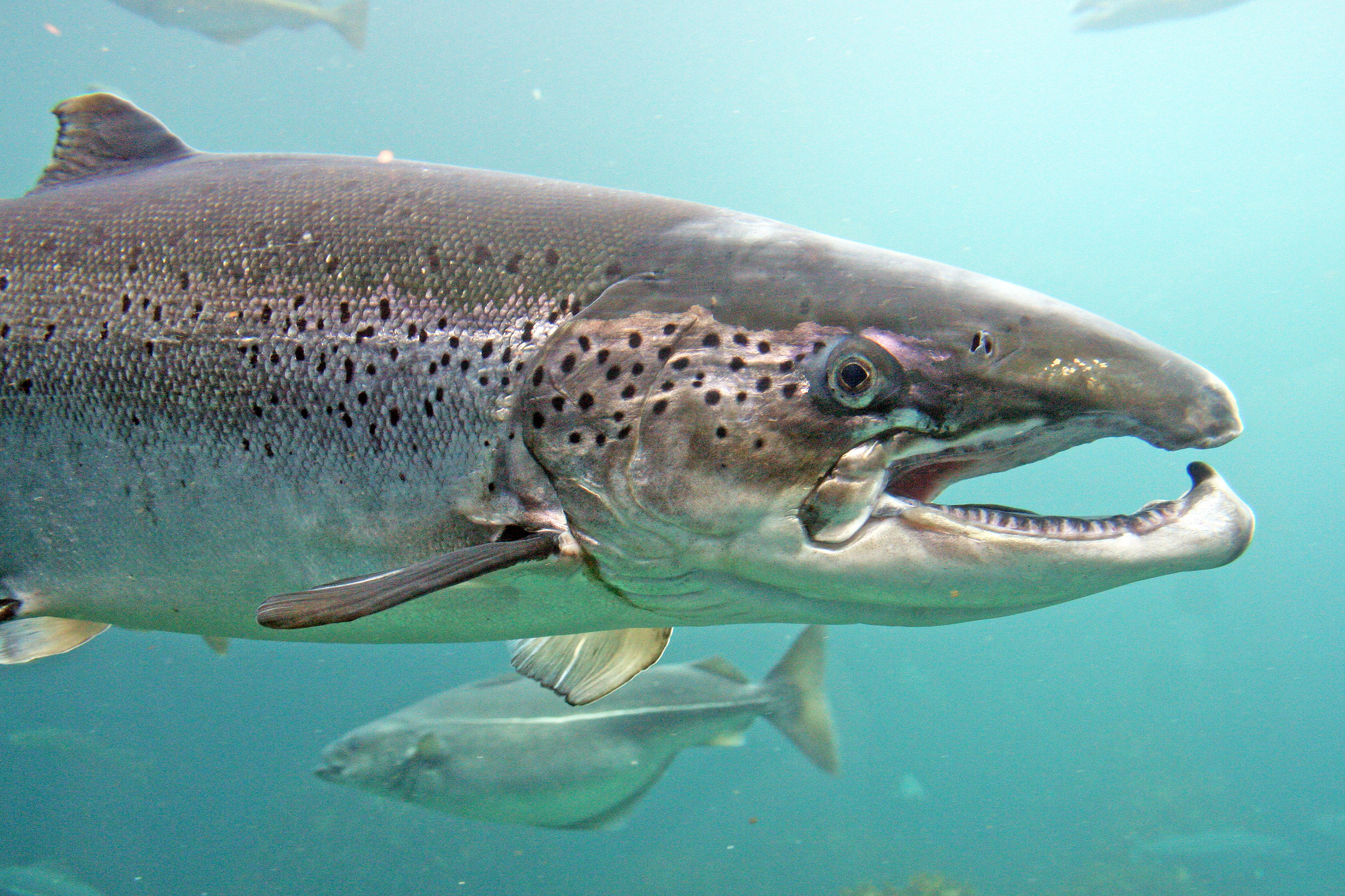 Nach knapp 100-jähriger Abstinenz ist der Lachs, Fisch des Jahres 2019, im Jahr 2009 wieder in die Ruhr zurückgekehrt.