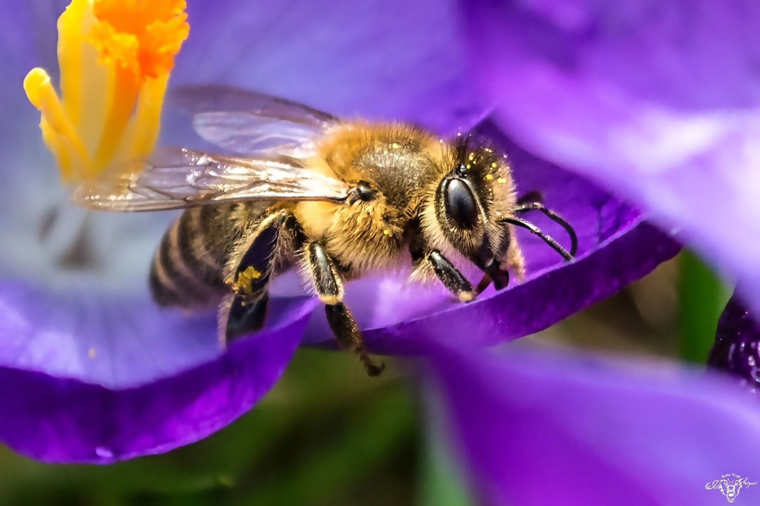 Wie man naturnah und vor allem insektenfreundlich gärtnert, erläutern Experten am heutigen Mittwoch im Sengelmannshof. Die Bürgerversammlung, zu der die Kettwiger CDU einlädt, beginnt um 19.30 Uhr.
