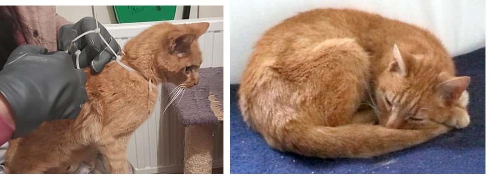Links das Bild, nachdem die gequälte Katze gefunden wurde und rechts ein Foto vom heutigen Mittwoch.